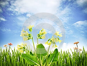 Spring primroses