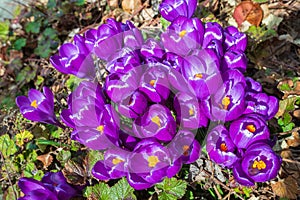 Spring primroses. Blooming crocuses in a green meadow. Crocuses as a symbol of spring. Flowering purple Crocus