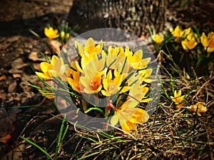 Spring primroses. Blooming crocuses in a green meadow. Crocuses as a symbol of spring. Flowering yellow Crocus.