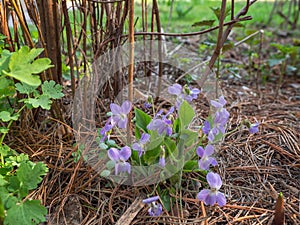 Spring primroses grow in the forest glade, delicate little violets