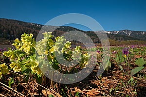 Spring primroses of Kuznetsk Alatau