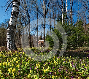 Spring primroses of Kuznetsk Alatau