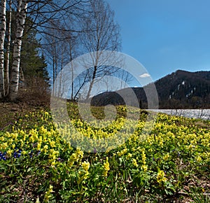 Spring primroses of Kuznetsk Alatau photo