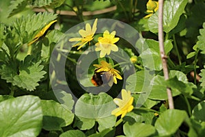 spring primroses photo