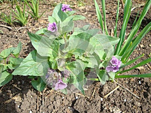 Spring primroses purple blooming first on bare ground