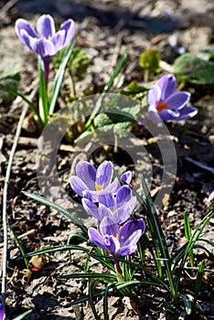 Spring primroses, purple crocus flowers