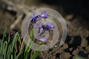 Spring primroses purple hyacinths in the sun