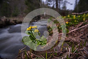 Spring primroses of the Siberian taiga