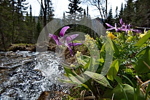 Spring primroses of the Siberian taiga