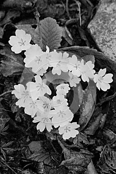 Spring primroses White and black