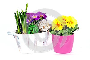 Spring primula flower arrangements