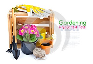 Spring primulas flowers, wooden box and garden tools on white background. Gardening concept. Space for your text