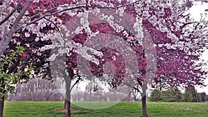 Ornamental Cherry and Crabapple Trees Blooming