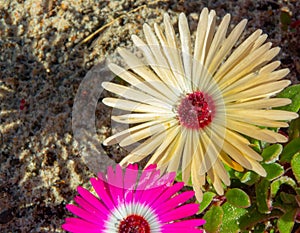 Wild Portulaca Flowers of South Africa