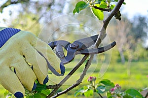 Spring pruning of branches young fruit tree garden shears