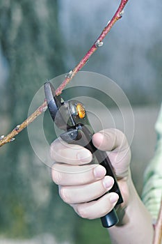 Spring pruning detail