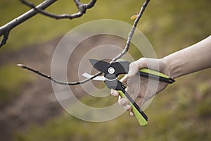 spring pruning of the garden with secateurs, care for trees and bushes