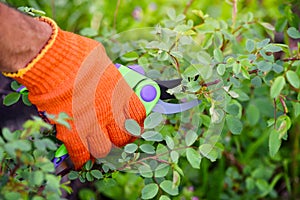 Spring pruning roses in the garden, gardener`s hand with secateur