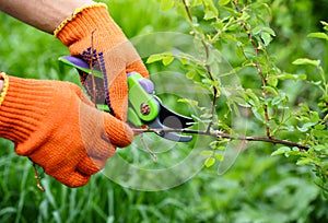 Spring pruning roses in the garden, gardener`s hands with secateur