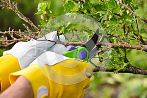 Spring pruning roses in the garden, gardener`s hands with secateur