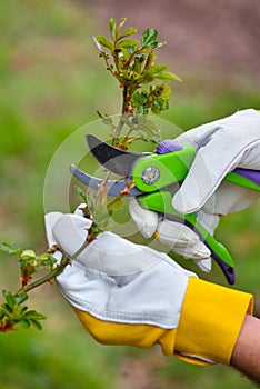 Spring pruning roses in the garden, gardener`s hands with secateur