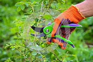 Spring pruning roses in the garden, gardener`s hands with secateur