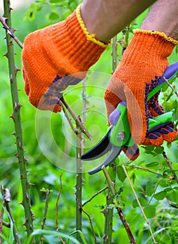 Spring pruning roses in the garden, gardener`s hands with secateur