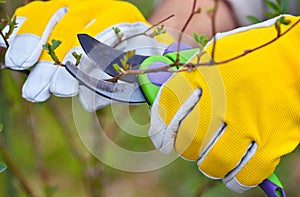 Spring pruning roses in the garden, gardener`s hands with secateur