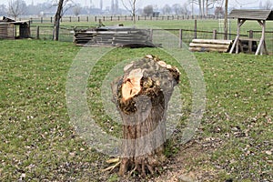 Spring pruning of the tree.Work in the garden.