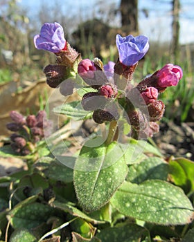 Spring Pulmonaria Buds