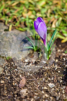 Spring - Purple Crocus