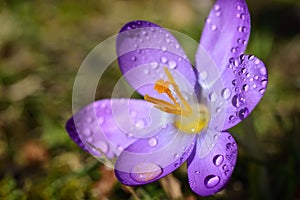 In spring, a purple crocus blooms in a meadow and is covered with water droplets