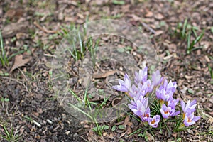 Spring purple crocus