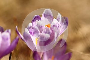 Spring purple crocuses