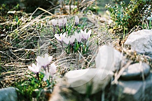 Spring purple crocuses meadow. Spring background.