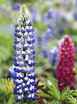 Spring purple flower