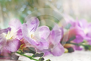 Spring purple flower background in soft background