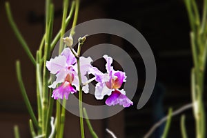 spring purple flower