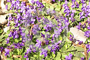 Spring purple flowers. Wild violet grows in a meadow. Perennial.