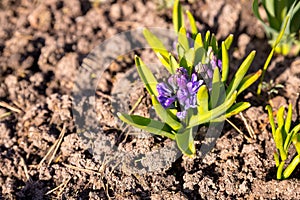 Spring Purple Hyacinths.Purple Hyacinthus orientalis in the garden. Blooming violet hyacinth flowers with plenty of