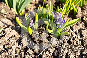 Spring Purple Hyacinths.Purple Hyacinthus orientalis in the garden. Blooming violet hyacinth flowers with plenty of