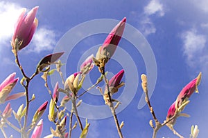 Spring purple magnolia blossom at blue sky background