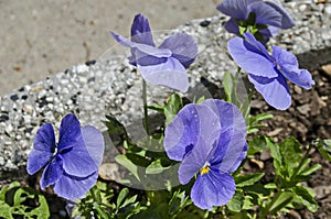 Spring Purple pansy, Viola altaica or violet flower covered with snow, Pancharevo