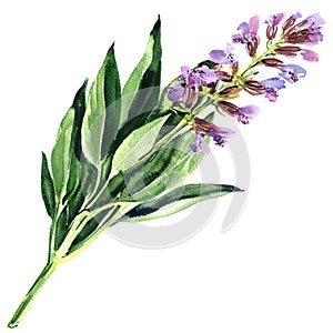 Spring purple sage flower or blue salvia isolated, watercolor illustration on white photo