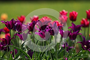 Spring purple tulip flowers background.Colorful tulip field.