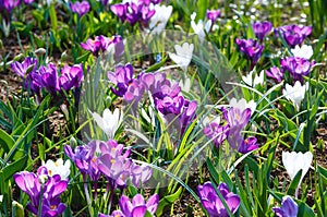 Spring purple and white crocuses (macro)