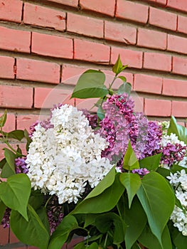 Lilla fiori sul mattone parete 