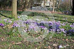 Spring purple and yellow flowers in the park