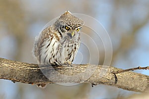 Spring Pygmy Owl perching and crying