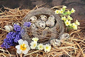 Spring Quail Eggs in a Birds Nest with Flowers